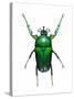 Neptunides Flower Beetle-Lawrence Lawry-Stretched Canvas