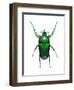 Neptunides Flower Beetle-Lawrence Lawry-Framed Premium Photographic Print