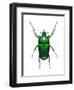 Neptunides Flower Beetle-Lawrence Lawry-Framed Premium Photographic Print