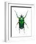 Neptunides Flower Beetle-Lawrence Lawry-Framed Premium Photographic Print