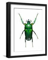 Neptunides Flower Beetle-Lawrence Lawry-Framed Photographic Print