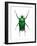 Neptunides Flower Beetle-Lawrence Lawry-Framed Photographic Print