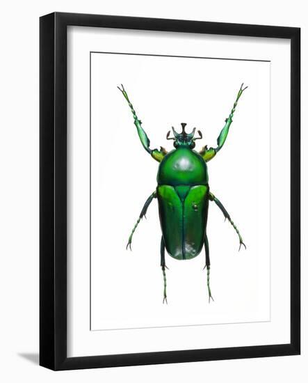 Neptunides Flower Beetle-Lawrence Lawry-Framed Photographic Print