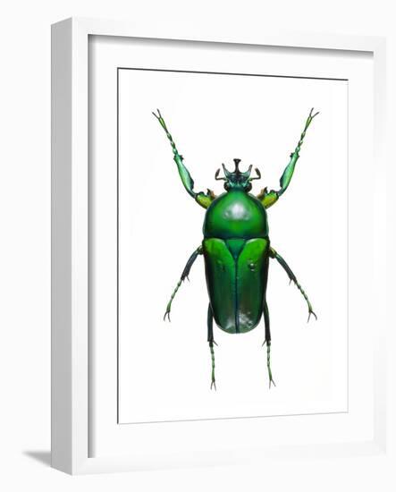 Neptunides Flower Beetle-Lawrence Lawry-Framed Photographic Print