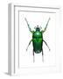 Neptunides Flower Beetle-Lawrence Lawry-Framed Photographic Print