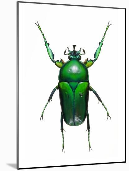 Neptunides Flower Beetle-Lawrence Lawry-Mounted Photographic Print