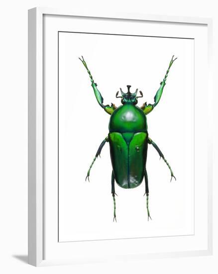 Neptunides Flower Beetle-Lawrence Lawry-Framed Photographic Print