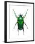 Neptunides Flower Beetle-Lawrence Lawry-Framed Photographic Print