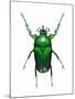 Neptunides Flower Beetle-Lawrence Lawry-Mounted Photographic Print