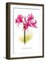 Nerine Bowdeni-H.g. Moon-Framed Art Print