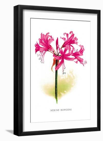 Nerine Bowdeni-H.g. Moon-Framed Art Print