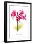 Nerine Bowdeni-H.g. Moon-Framed Art Print