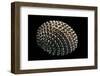 Nerita Exuvia-Paul Starosta-Framed Premium Photographic Print