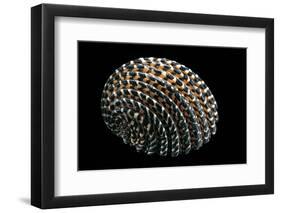 Nerita Exuvia-Paul Starosta-Framed Premium Photographic Print