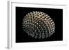 Nerita Exuvia-Paul Starosta-Framed Photographic Print