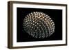 Nerita Exuvia-Paul Starosta-Framed Photographic Print