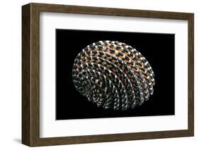 Nerita Exuvia-Paul Starosta-Framed Photographic Print