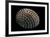 Nerita Exuvia-Paul Starosta-Framed Photographic Print