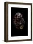 Nerita Peleronta-Paul Starosta-Framed Photographic Print