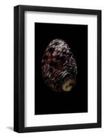 Nerita Peleronta-Paul Starosta-Framed Photographic Print