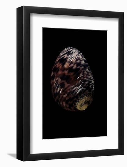 Nerita Peleronta-Paul Starosta-Framed Photographic Print