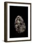 Nerita Polita-Paul Starosta-Framed Photographic Print