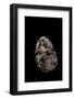 Nerita Polita-Paul Starosta-Framed Photographic Print