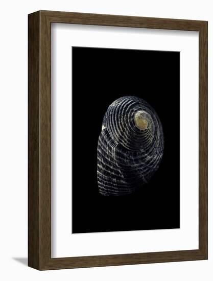 Nerita Scabricostata-Paul Starosta-Framed Photographic Print