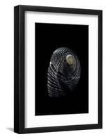 Nerita Scabricostata-Paul Starosta-Framed Photographic Print