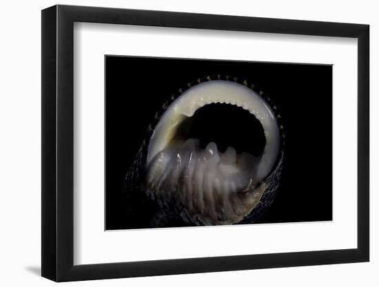 Nerita Scabricostata-Paul Starosta-Framed Photographic Print