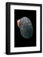 Nerita Scabricostata-Paul Starosta-Framed Photographic Print
