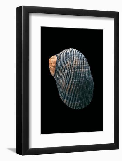 Nerita Scabricostata-Paul Starosta-Framed Photographic Print