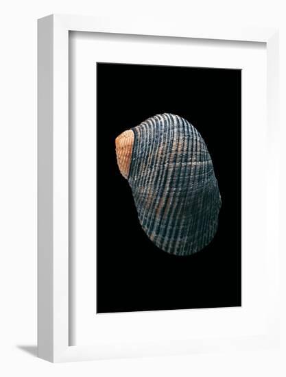 Nerita Scabricostata-Paul Starosta-Framed Photographic Print