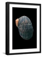 Nerita Scabricostata-Paul Starosta-Framed Photographic Print