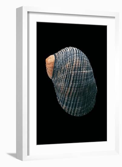 Nerita Scabricostata-Paul Starosta-Framed Photographic Print