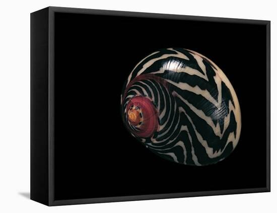 Neritina Communis-Paul Starosta-Framed Stretched Canvas