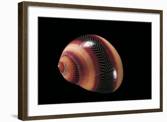 Neritina Communis-Paul Starosta-Framed Photographic Print