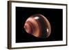 Neritina Communis-Paul Starosta-Framed Photographic Print