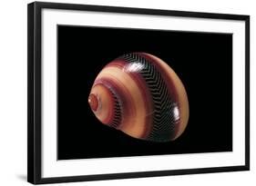 Neritina Communis-Paul Starosta-Framed Photographic Print