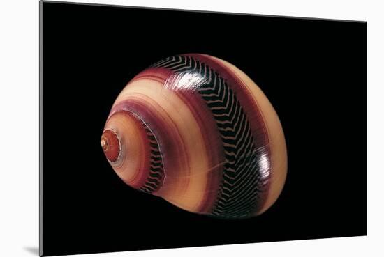 Neritina Communis-Paul Starosta-Mounted Photographic Print