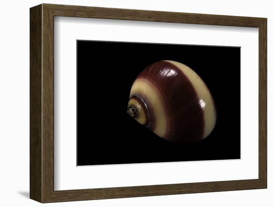 Neritina Communis-Paul Starosta-Framed Photographic Print