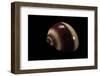 Neritina Communis-Paul Starosta-Framed Photographic Print