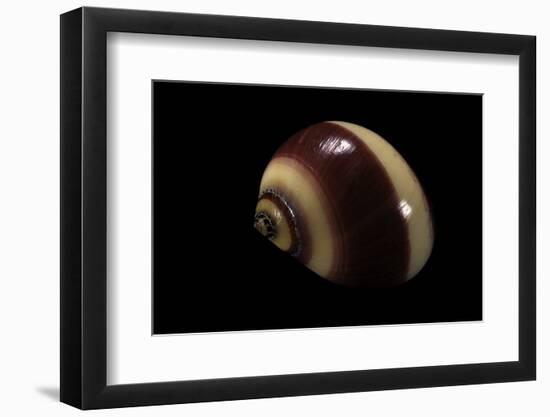 Neritina Communis-Paul Starosta-Framed Photographic Print