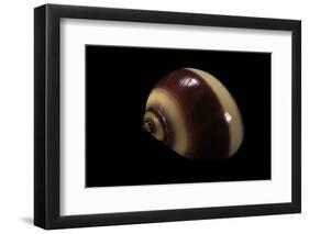 Neritina Communis-Paul Starosta-Framed Photographic Print