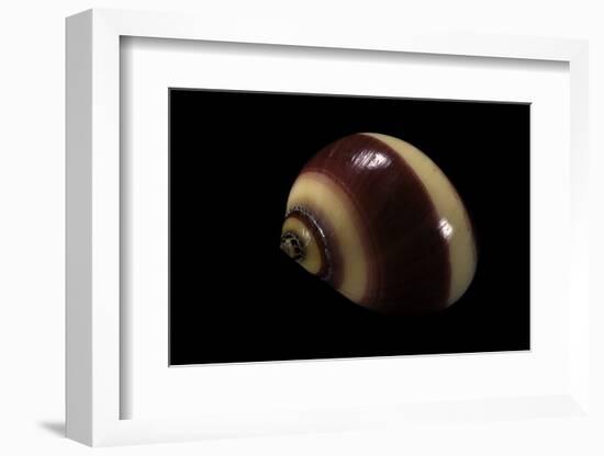 Neritina Communis-Paul Starosta-Framed Photographic Print