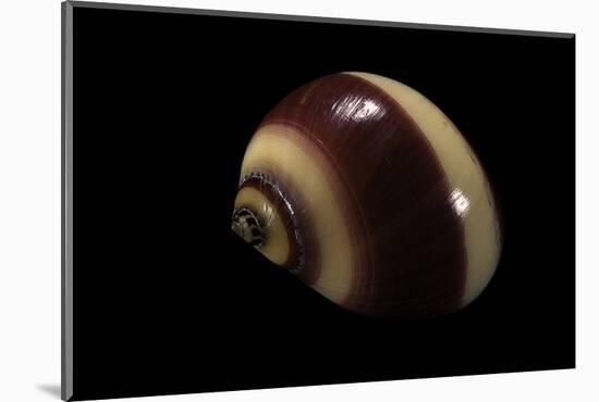 Neritina Communis-Paul Starosta-Mounted Photographic Print