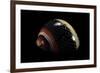 Neritina Communis-Paul Starosta-Framed Photographic Print