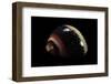 Neritina Communis-Paul Starosta-Framed Photographic Print