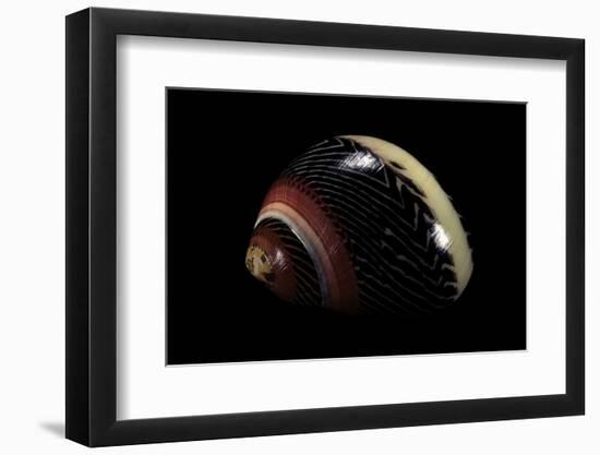 Neritina Communis-Paul Starosta-Framed Photographic Print