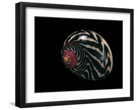 Neritina Communis-Paul Starosta-Framed Photographic Print